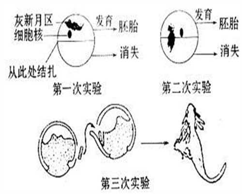武汉哪里有可靠助孕_武汉助孕哪家专业_中国代孕网_代孕对胎儿的影响