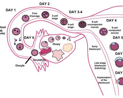 广西壮族自治区辅助生殖技术：深入解析费用与成功率