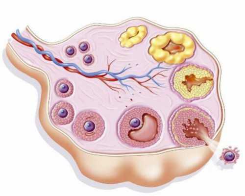 第三代囊胚移植：缺陷筛查与健康妊娠