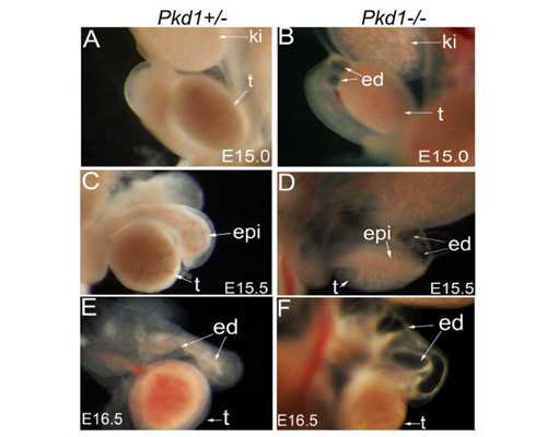 解析泰国第三代试管婴儿费用及流程