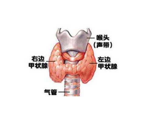 45岁女性自怀与供卵助孕成功率解析